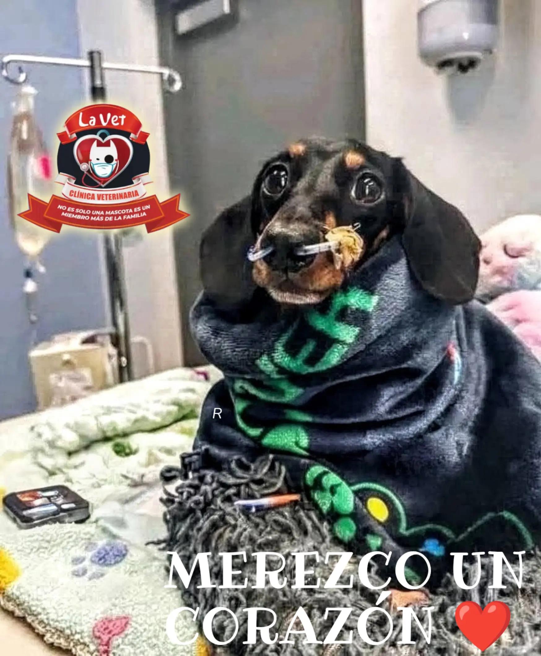 @Cl&iacute;nica la Vet Oriente
