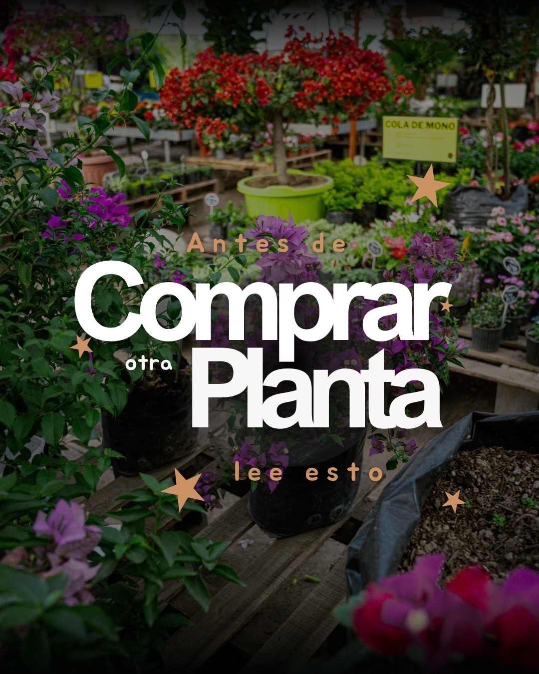 @Macetare Garden Shop Ecuador