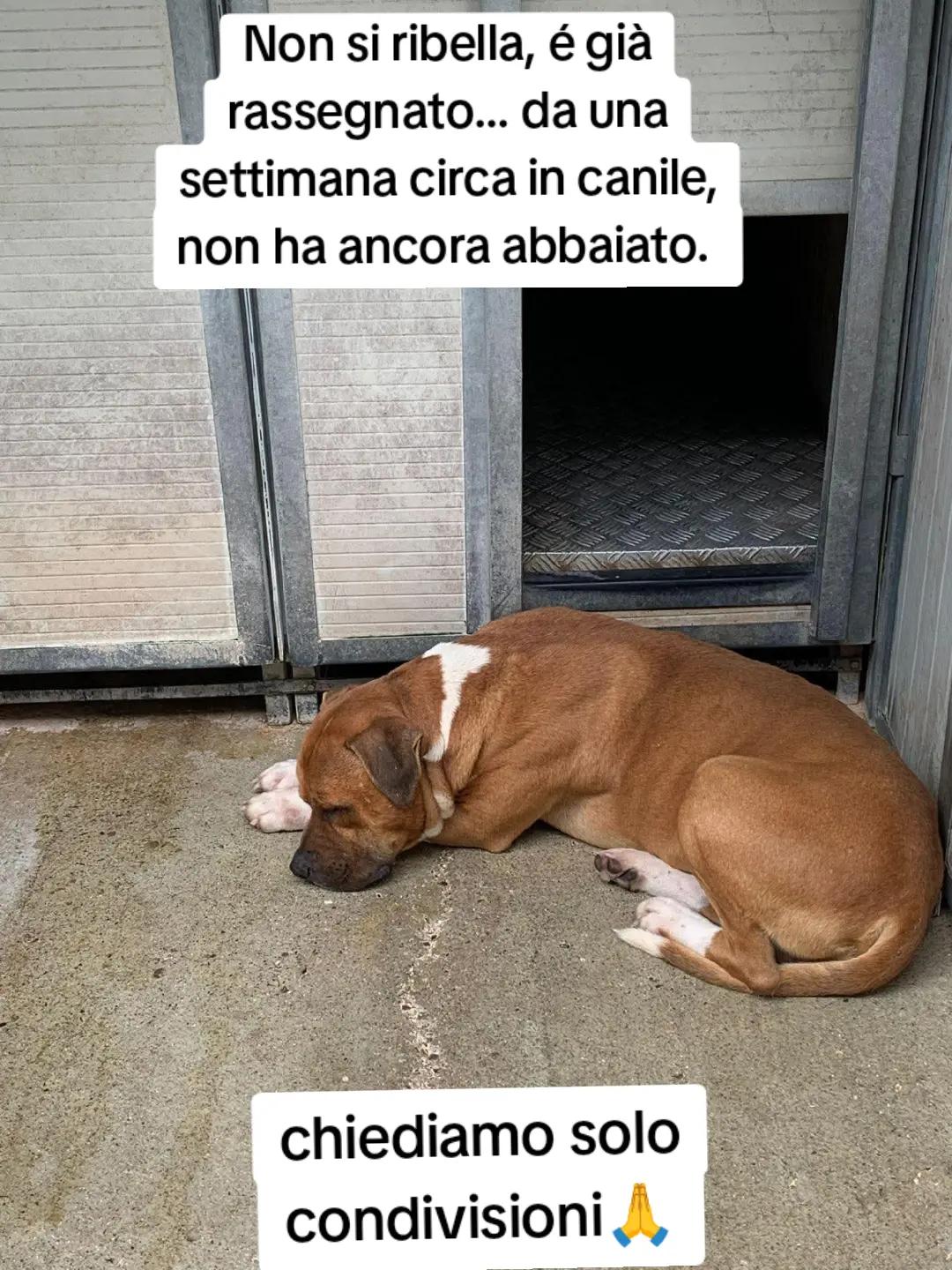 @Pina Rossignuolo