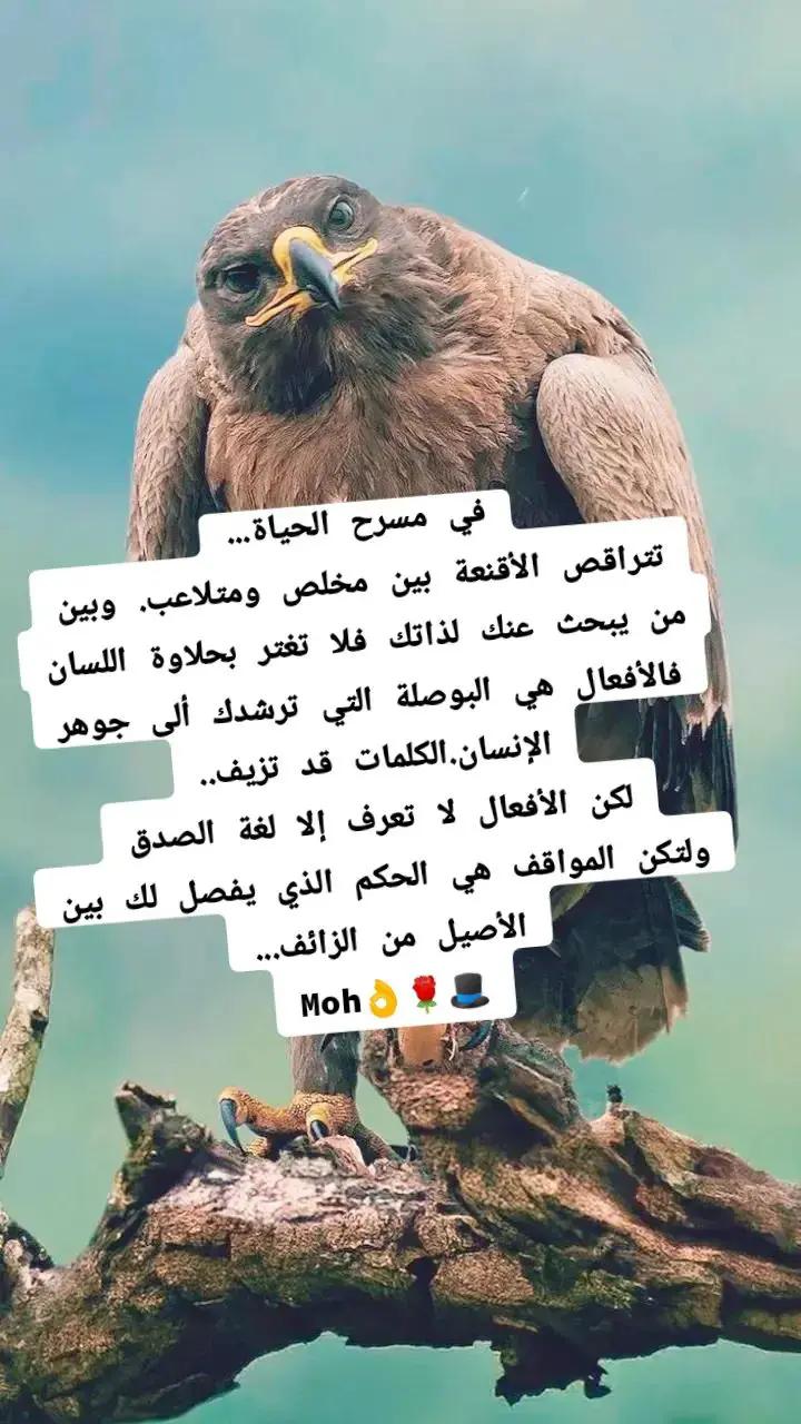 @Moh Mohamed753