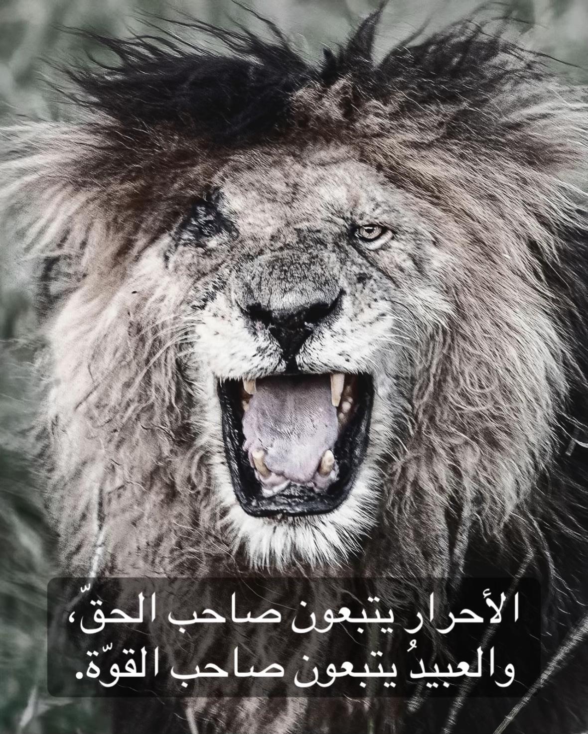 @🦁 scarface 🦁