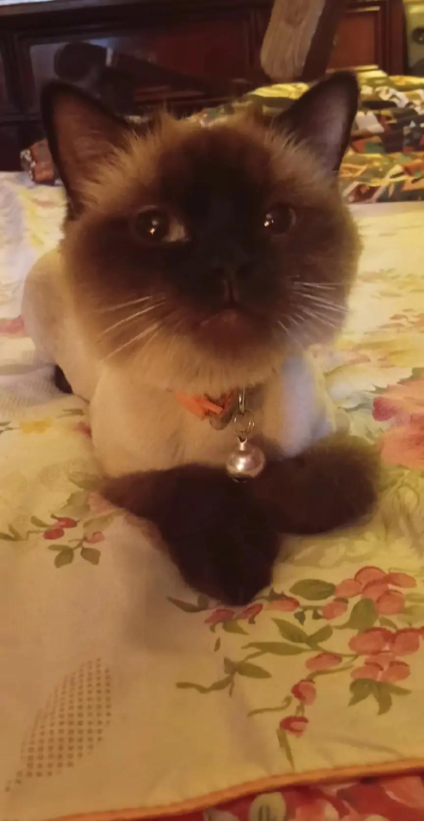 @Cat lover