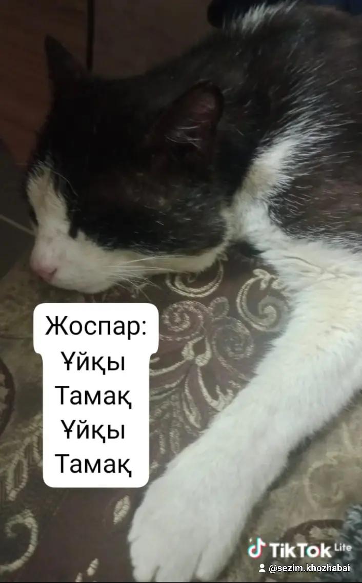 @Мукабай 🐈