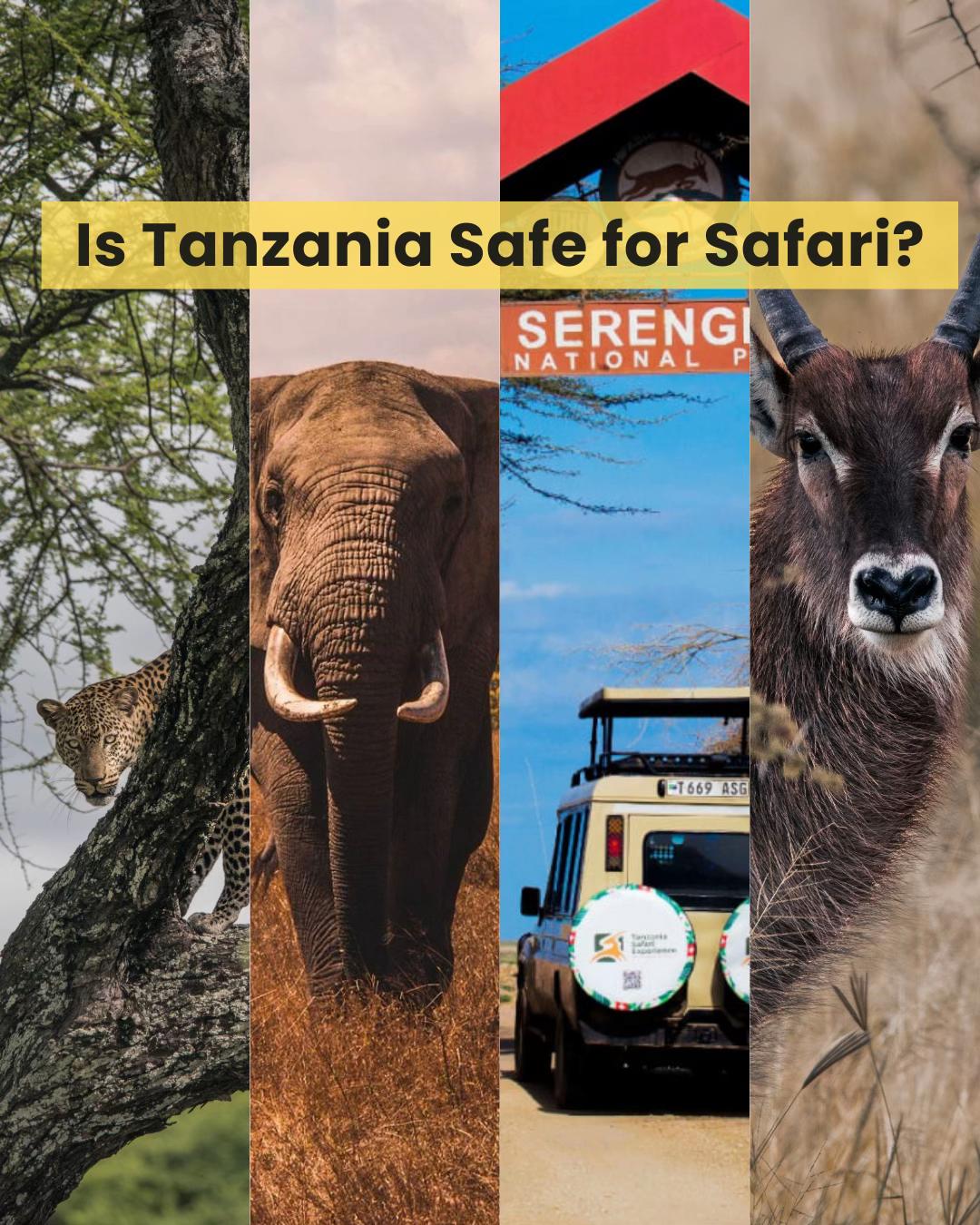 @Tanzania Safari Experience