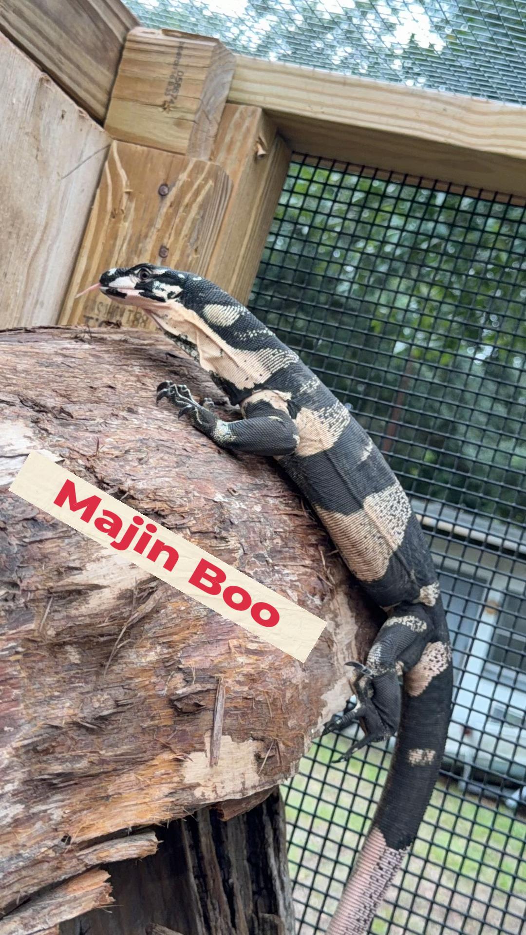 @Exotic Reptiles Viva La Raza