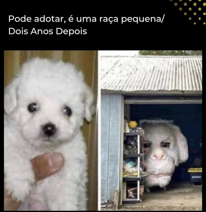 @capirotinho lindo