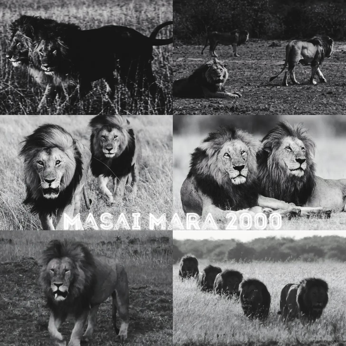 @👑King Mak ll👑