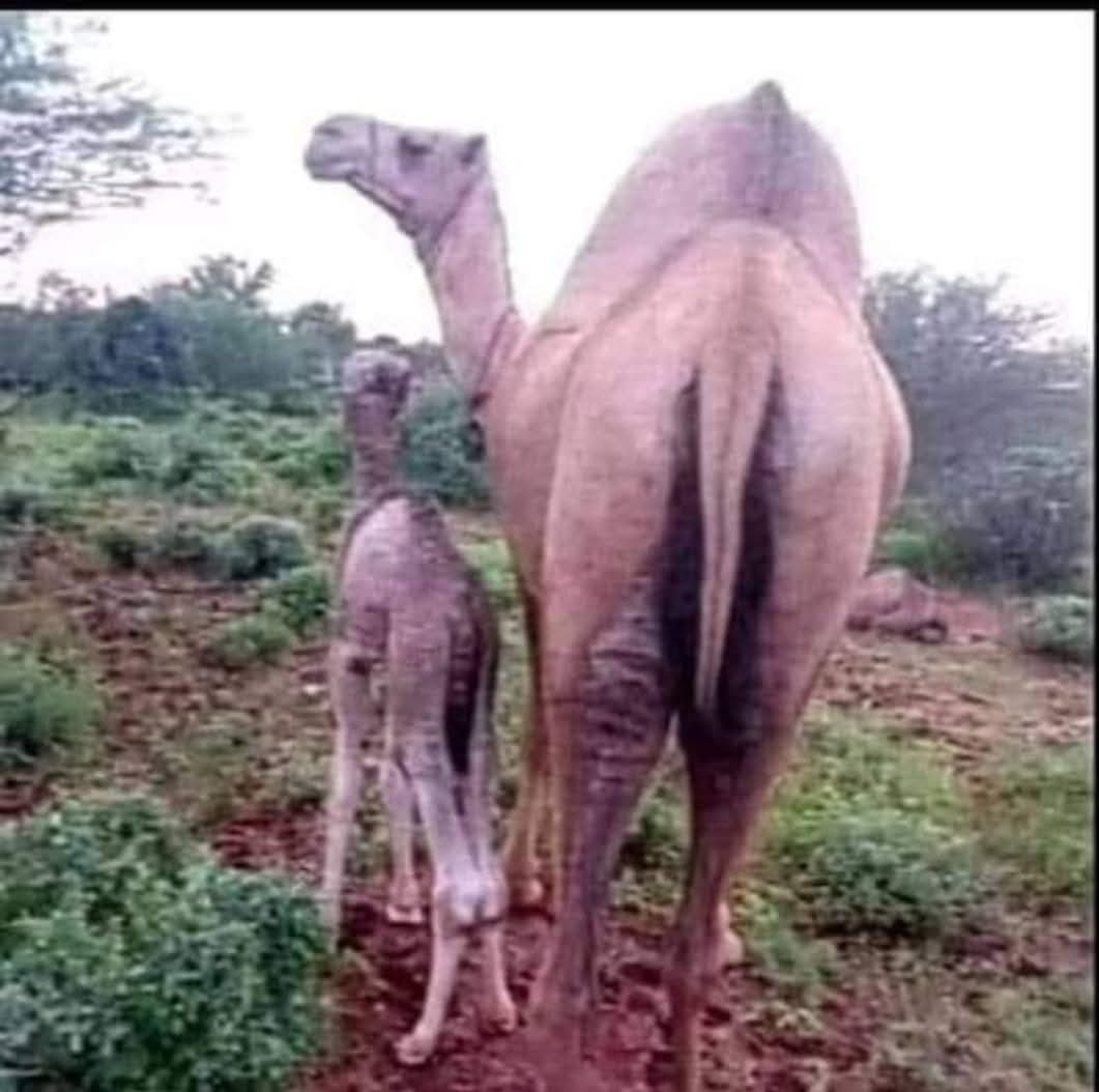 @[GUDOOMIYE]🇸🇴🩷💯