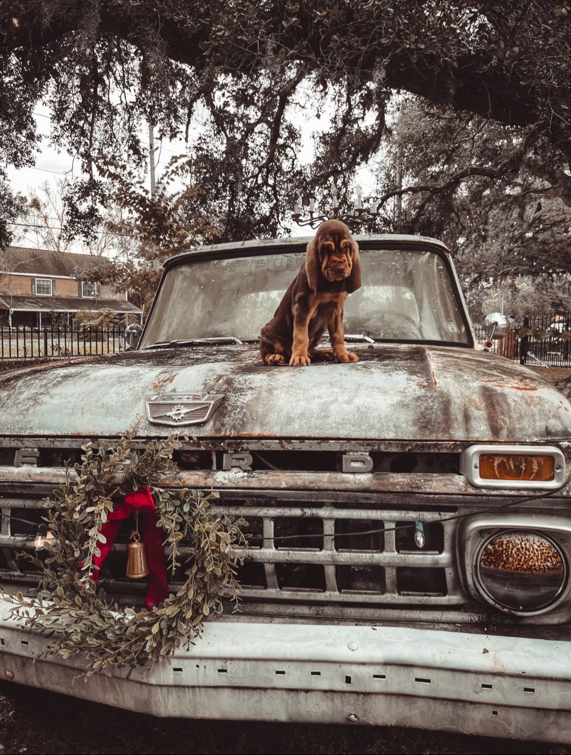 @earl_the_drooling_dog