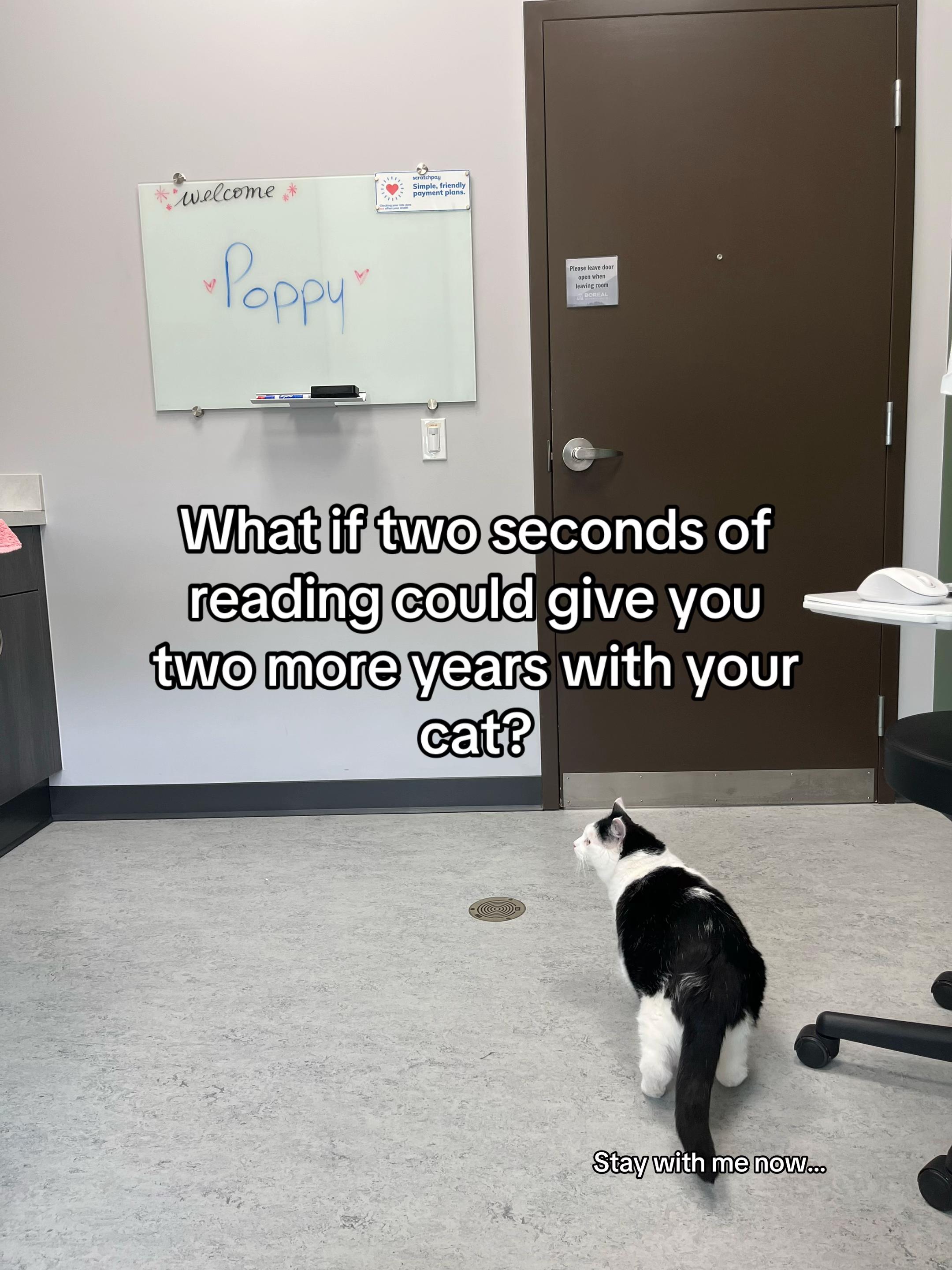 @poppytherescuecat_