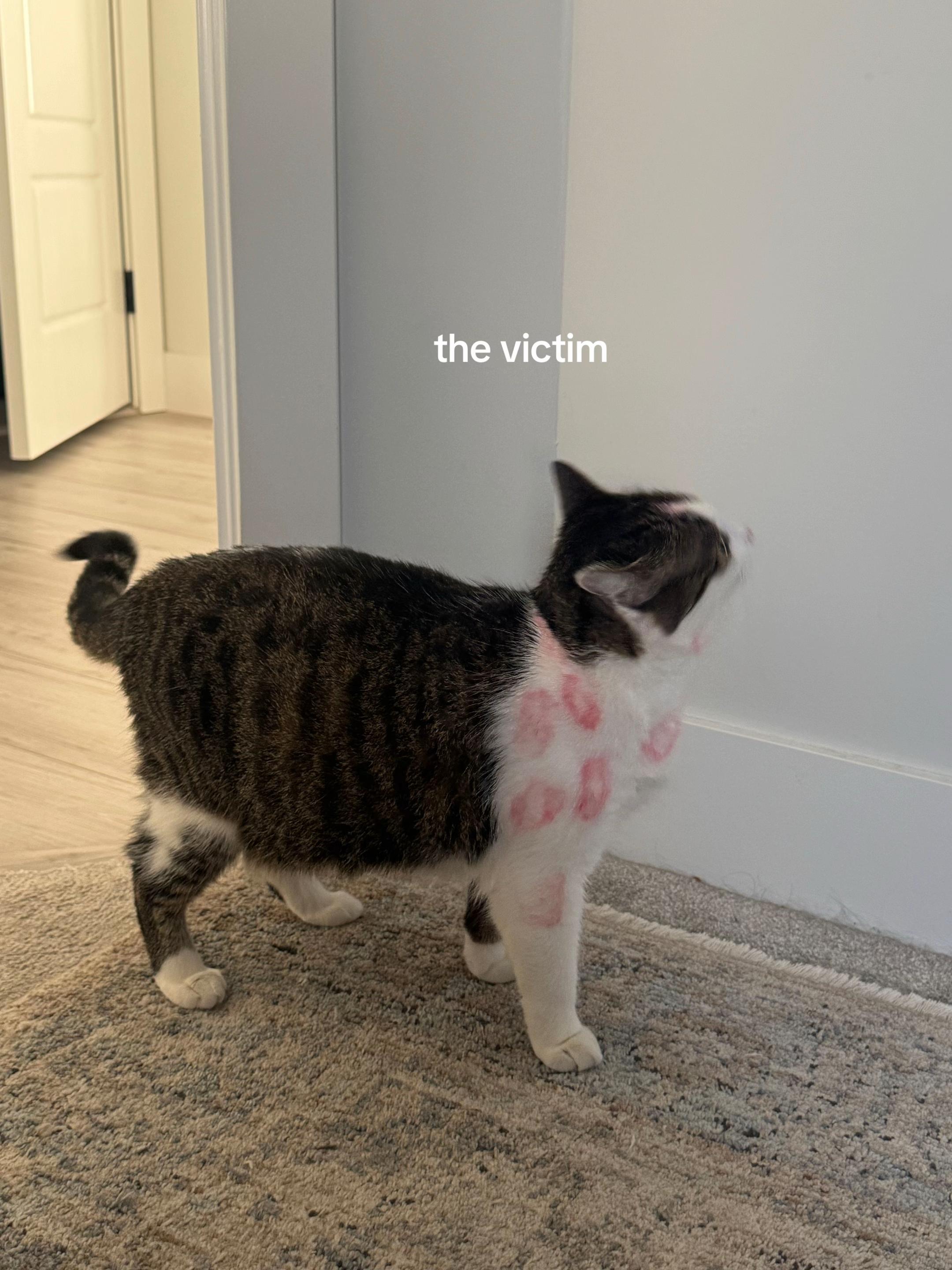 @suvisphere