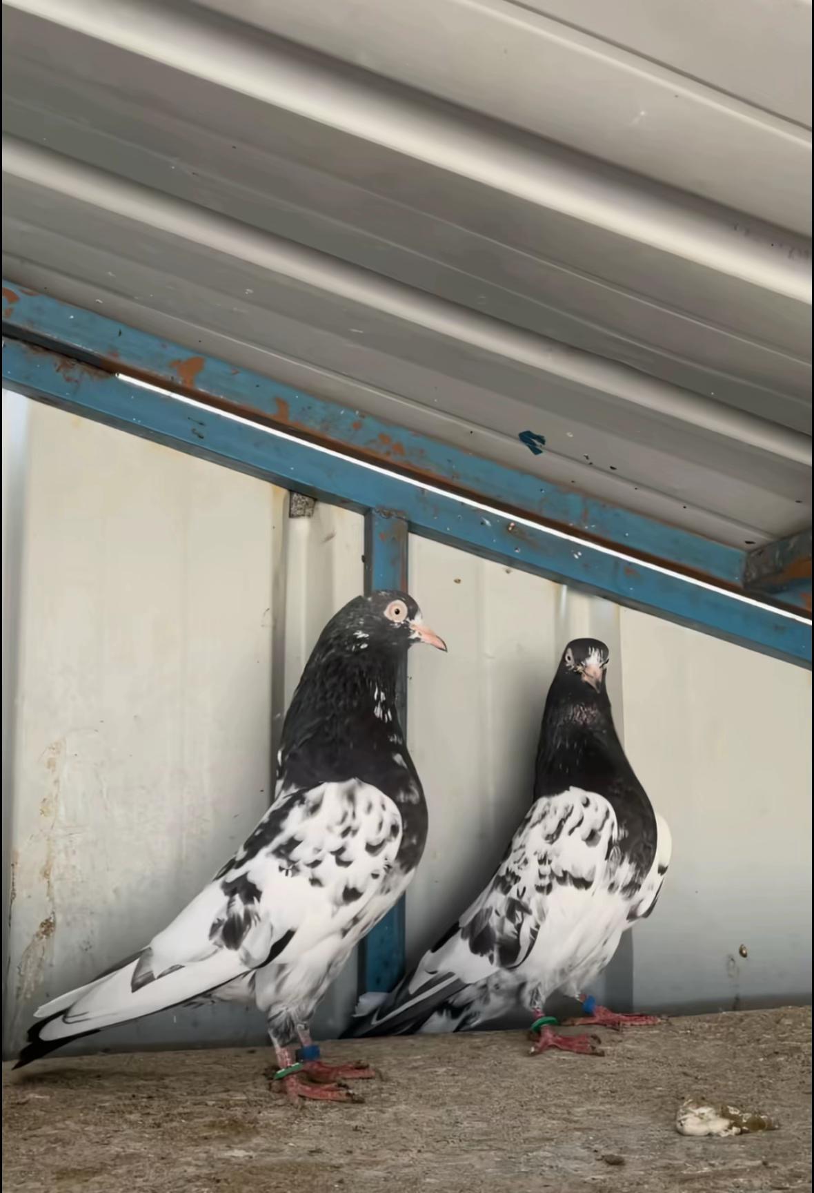 @Royal Birds 🕊️👑