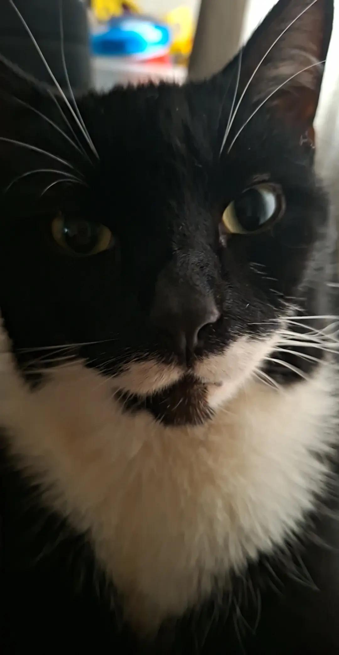 @Truffle the Tuxedo