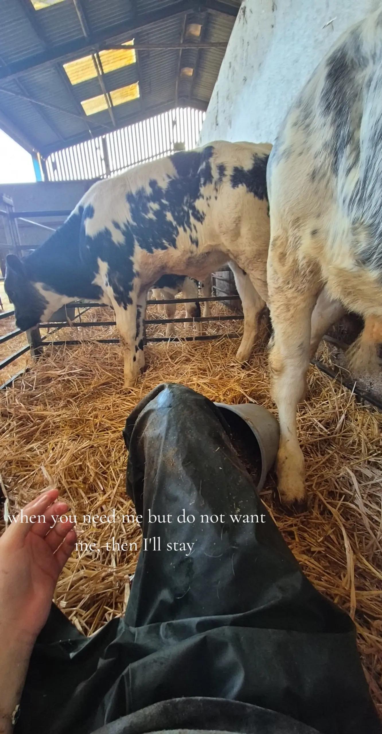 @m.scott 🐄🤠