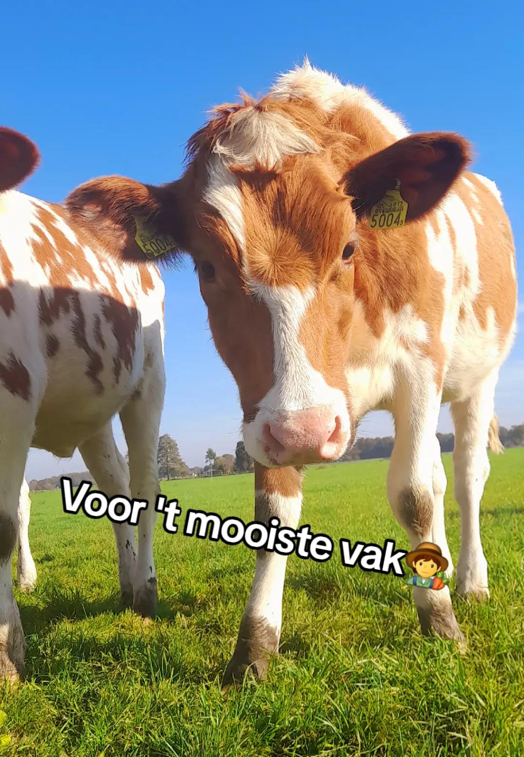 @🇳🇱LB.TRUCKFOTOGRAFIE🇳🇱