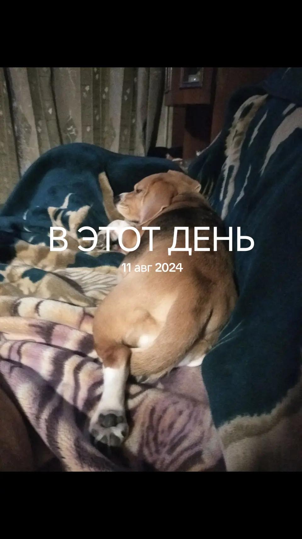 @тгк - бульбаниель 2 саша шишка