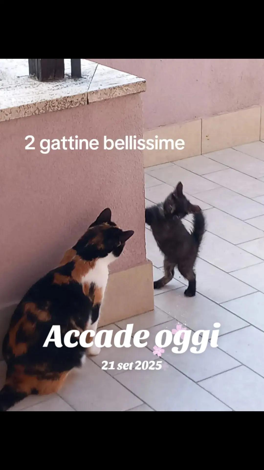 @amica dei gatti