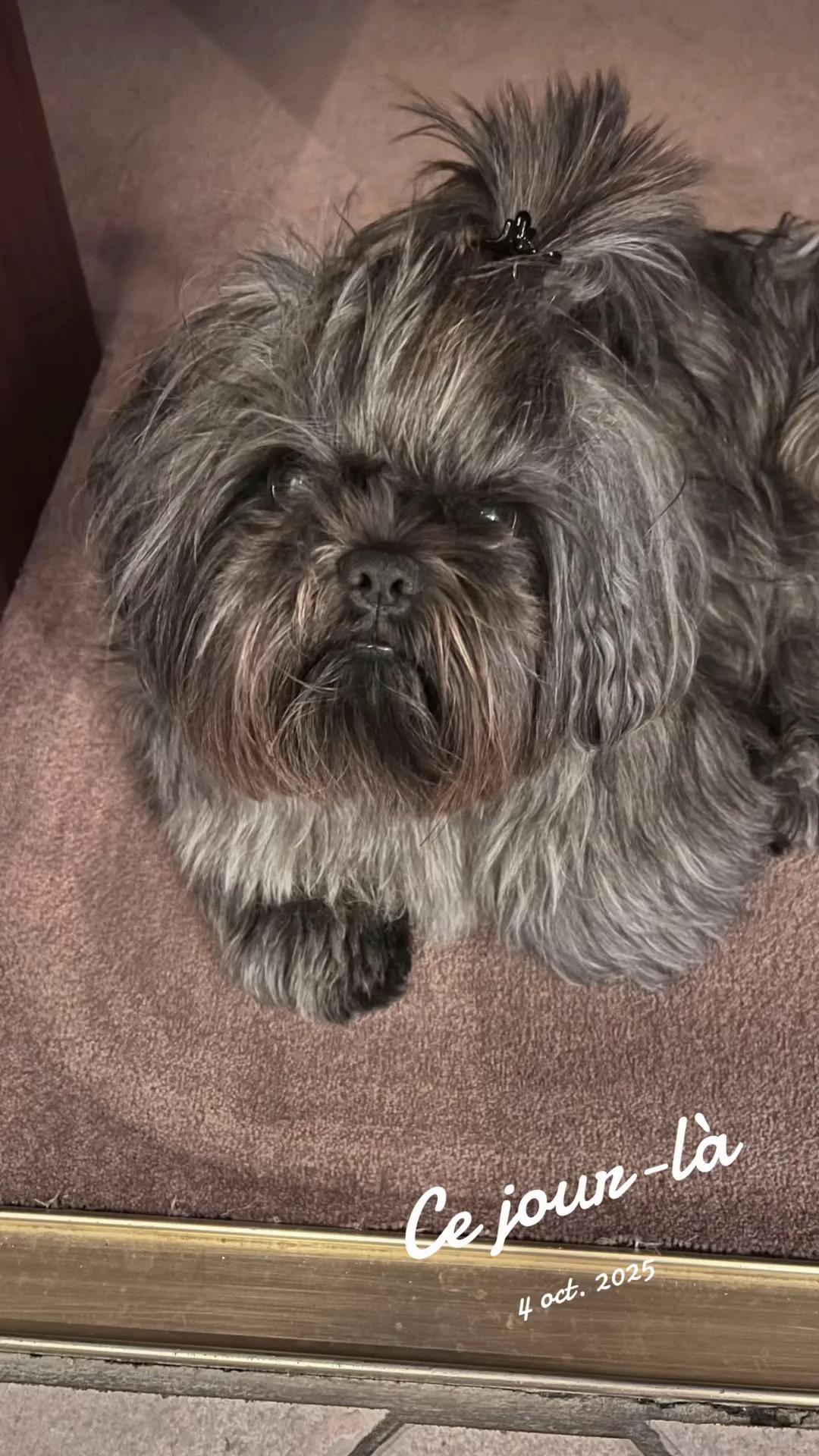 @SOCRATE 🐶🇮🇹🇮🇹
