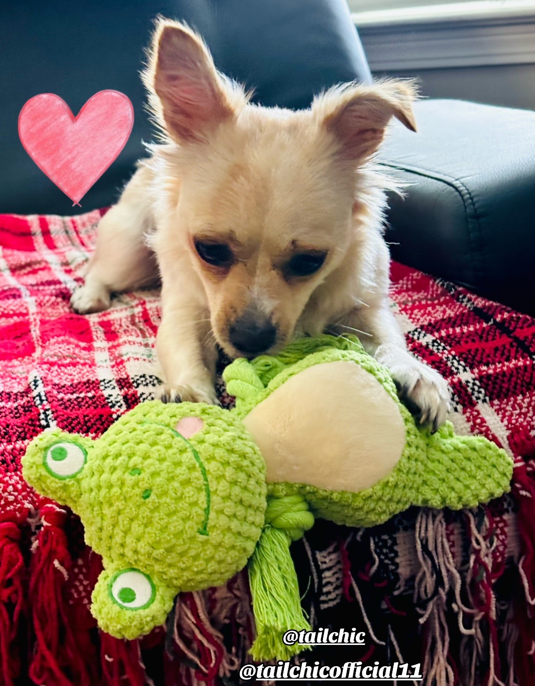 @🐕🐾MayaTheChihuahua🐾🐕