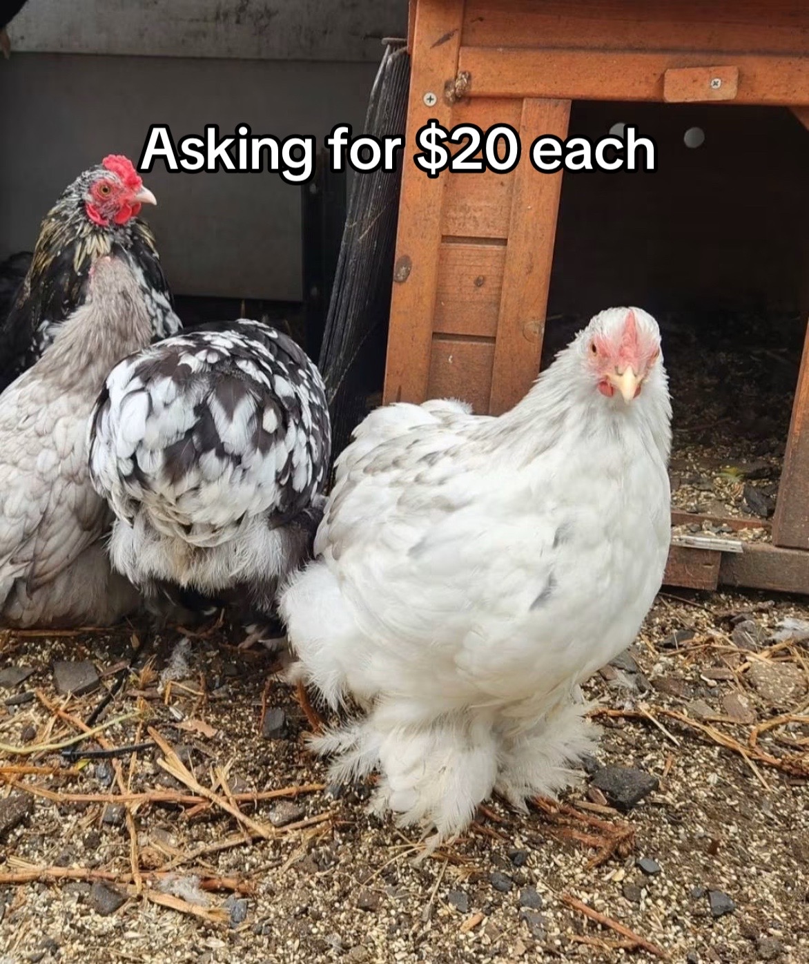 @Matthew’s Feathered Farm