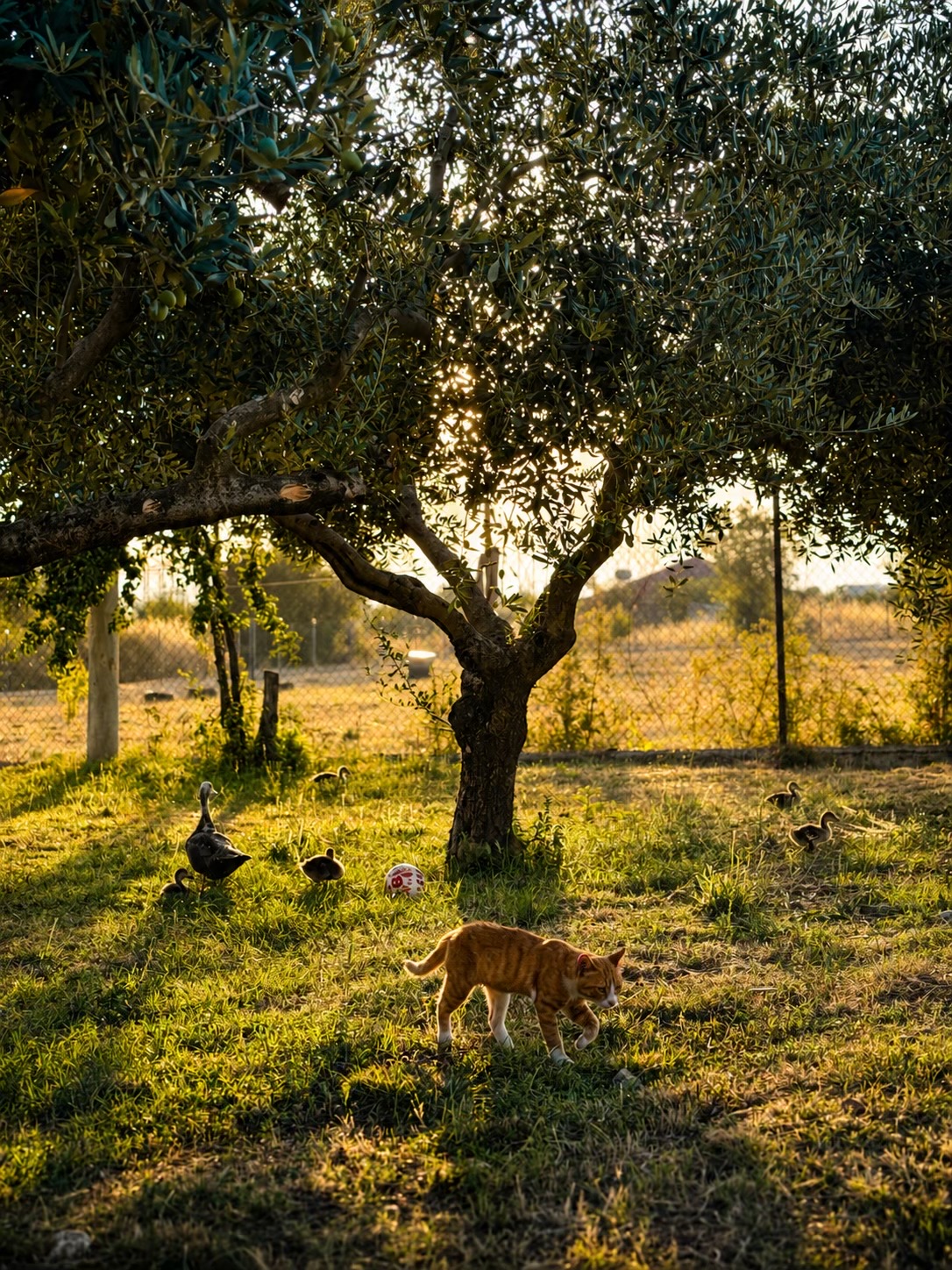 @Erol Ramekaj