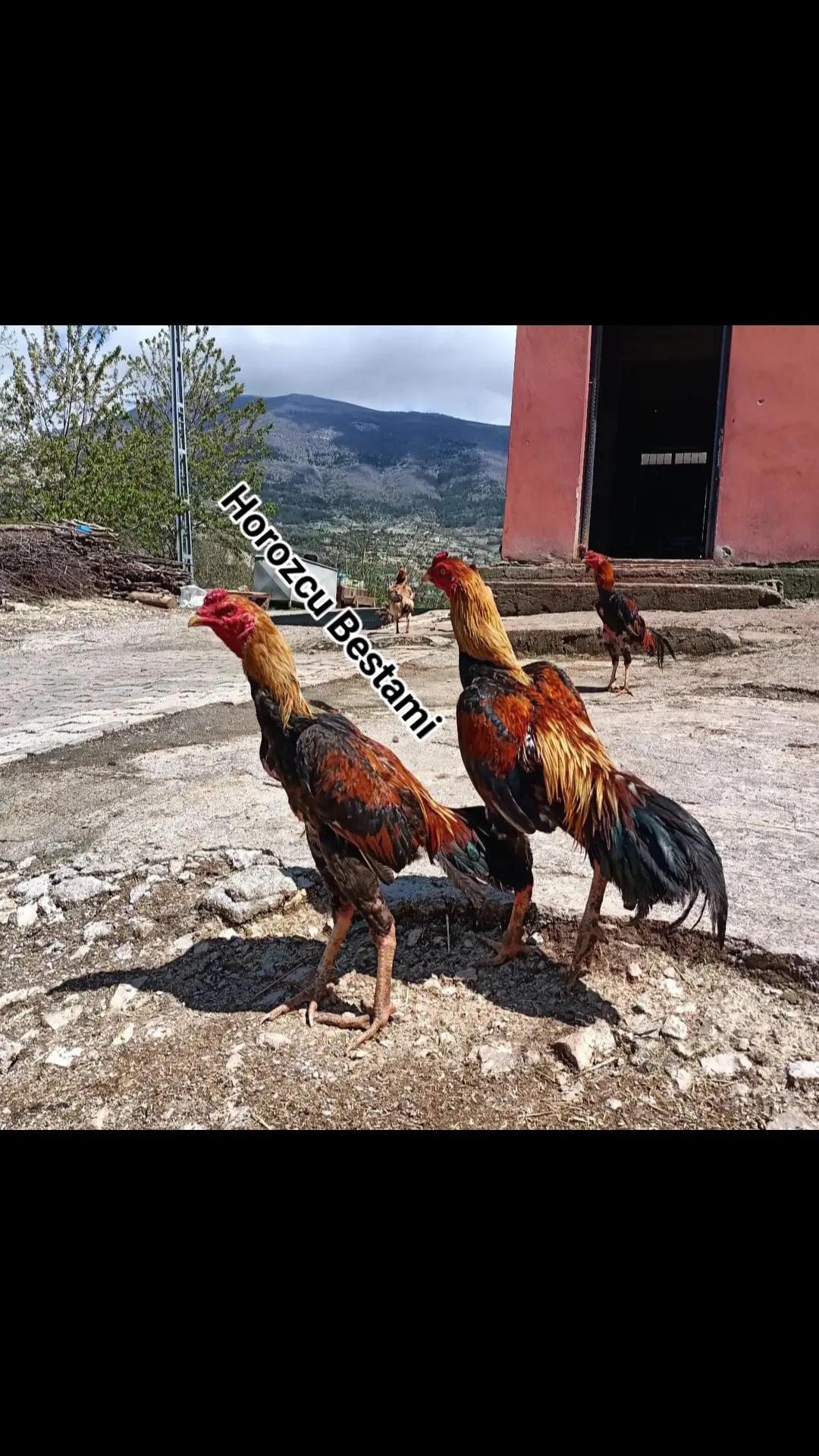 @horozcu_31