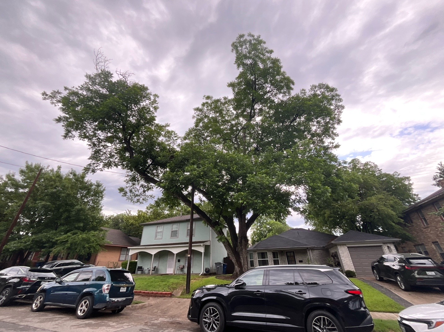 @Live Oak Tree Service