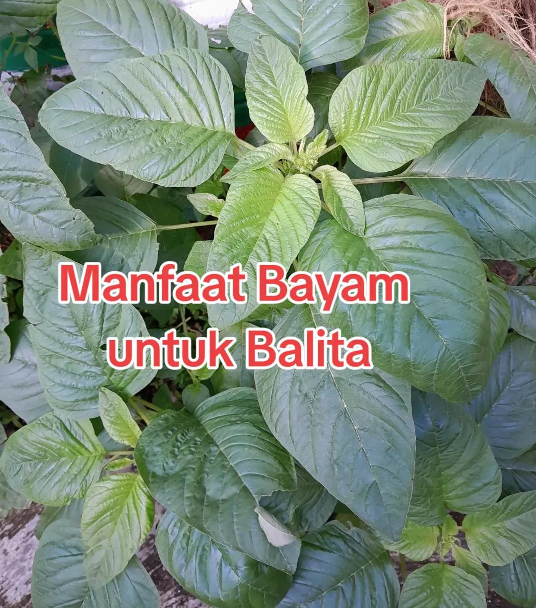 @Ambar healthy herbapedia