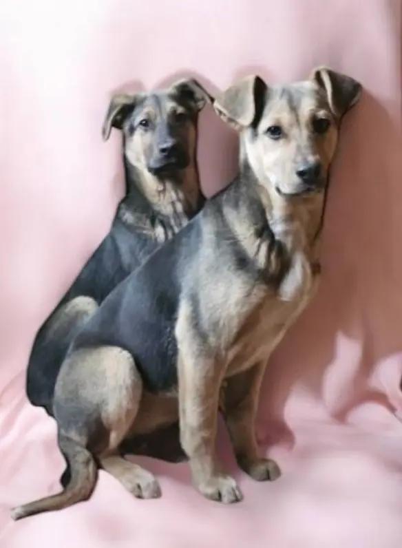 @Animals of Khimki