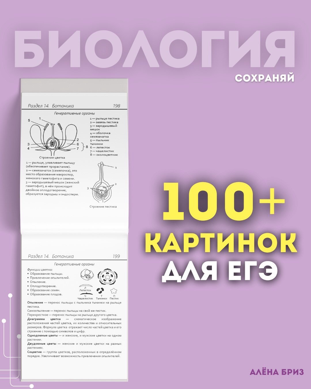 @Алёна Бриз