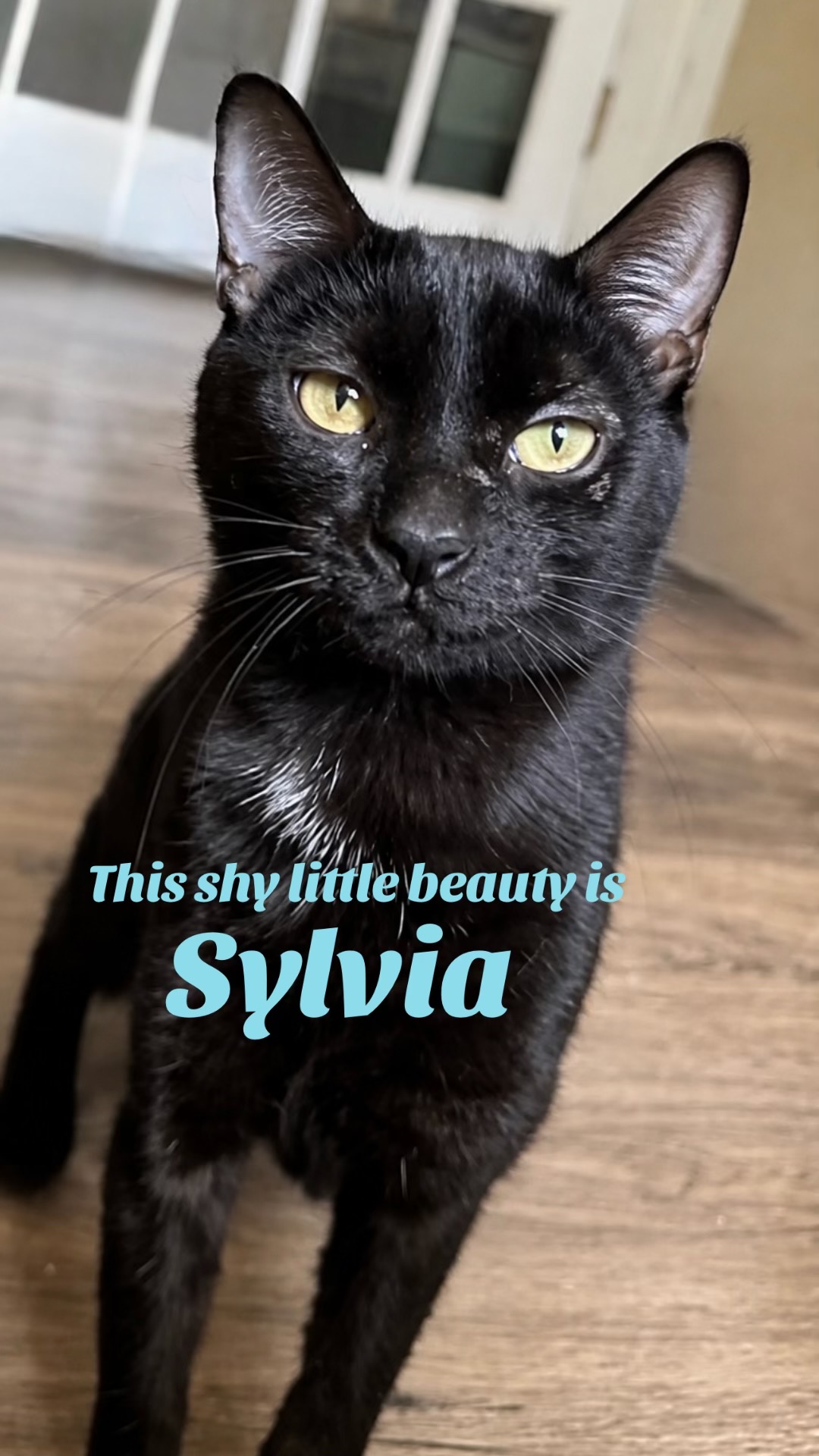 @North Toronto Cat Rescue