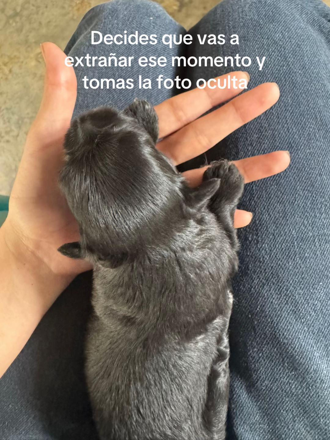 @🐘