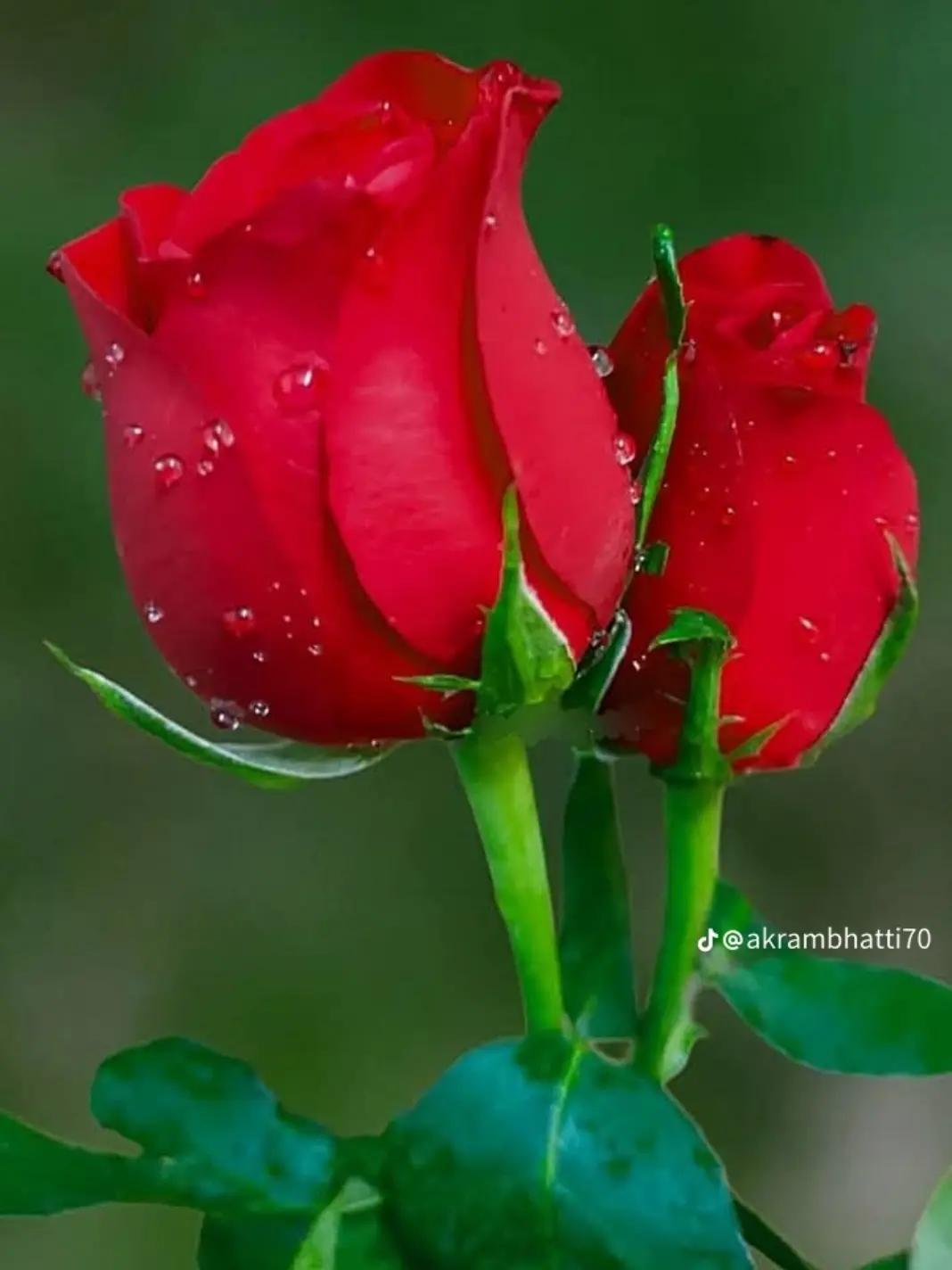 @❤️&zwj;🔥♡Ħศₘₘศ₫∆𝗅ᵢ ♡❤️&zwj;🔥