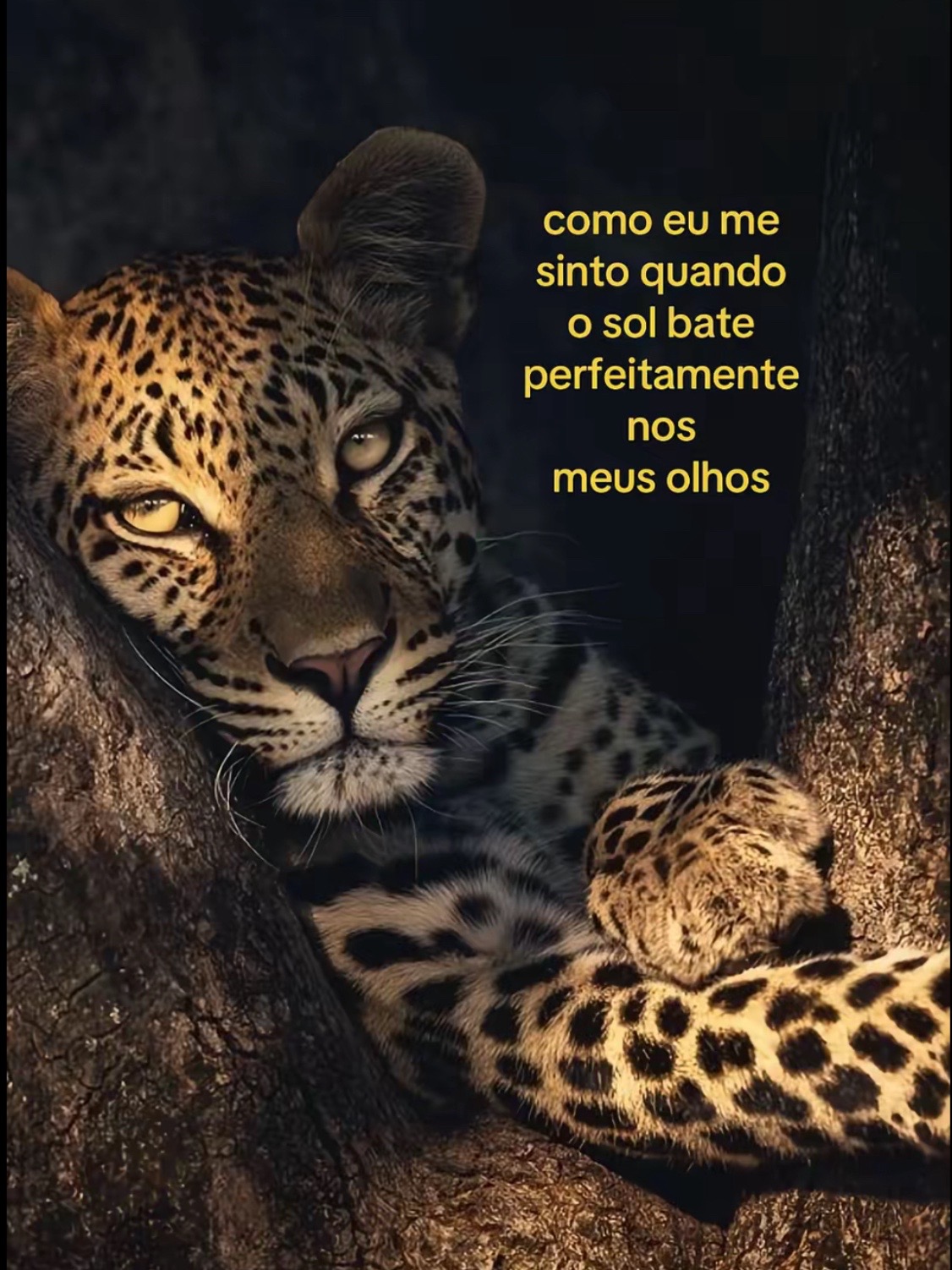 @clara silva
