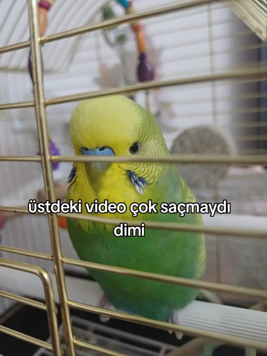 @cicikuş rıfkı🕊️