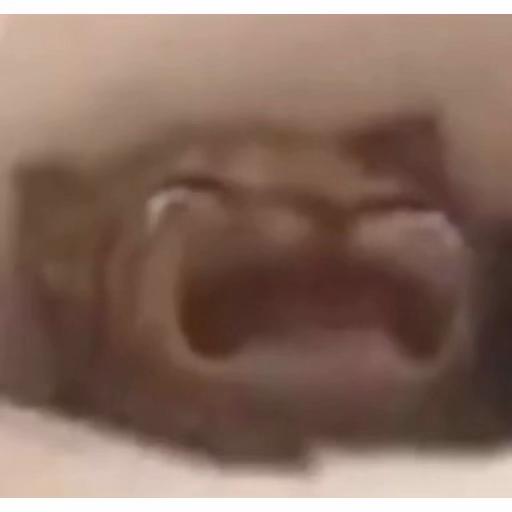 @catliya v2