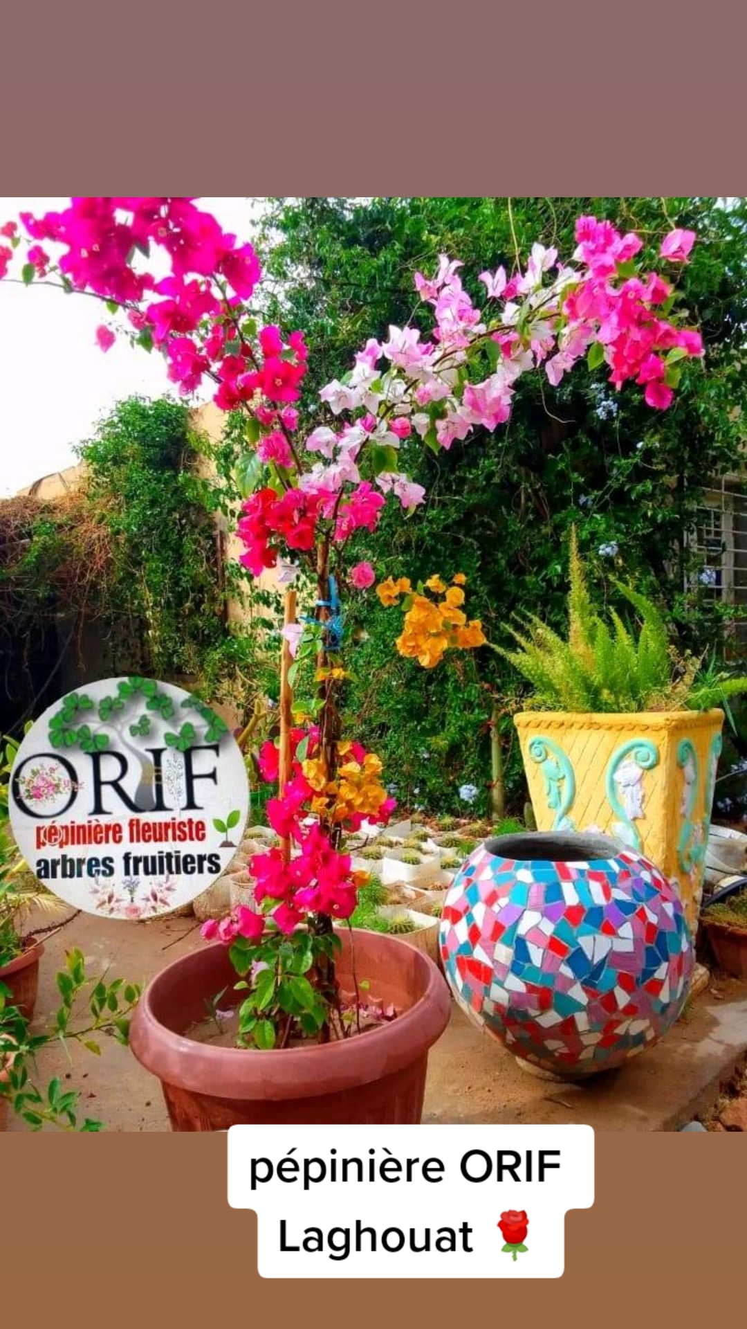 @P&eacute;pini&egrave;re ORIF Laghouat