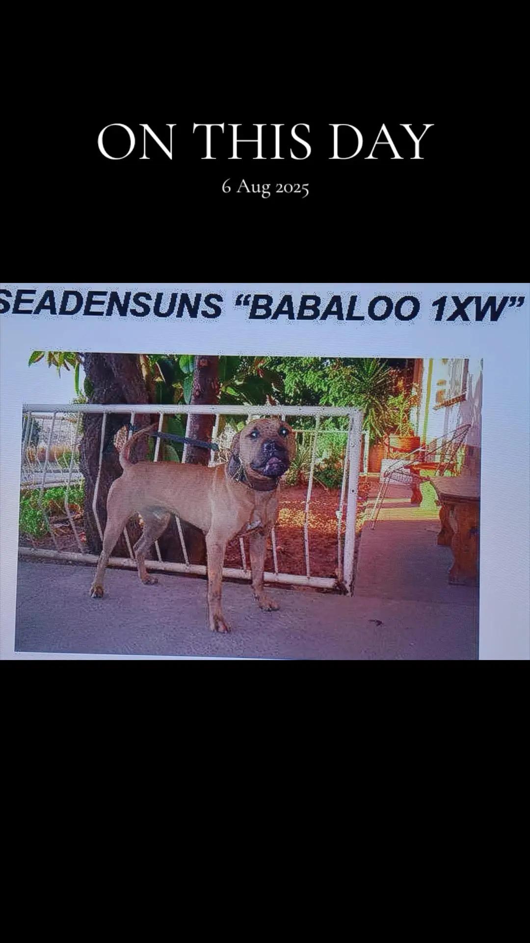 @SAAPBT_GAMEDOGS