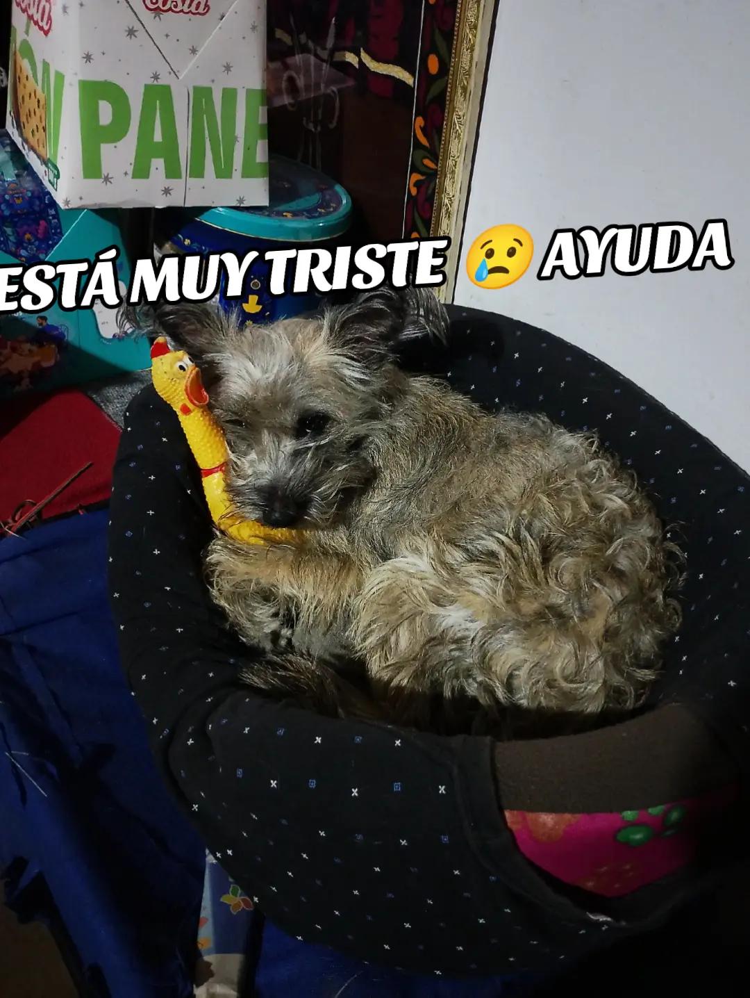 @mi esmeralda 49