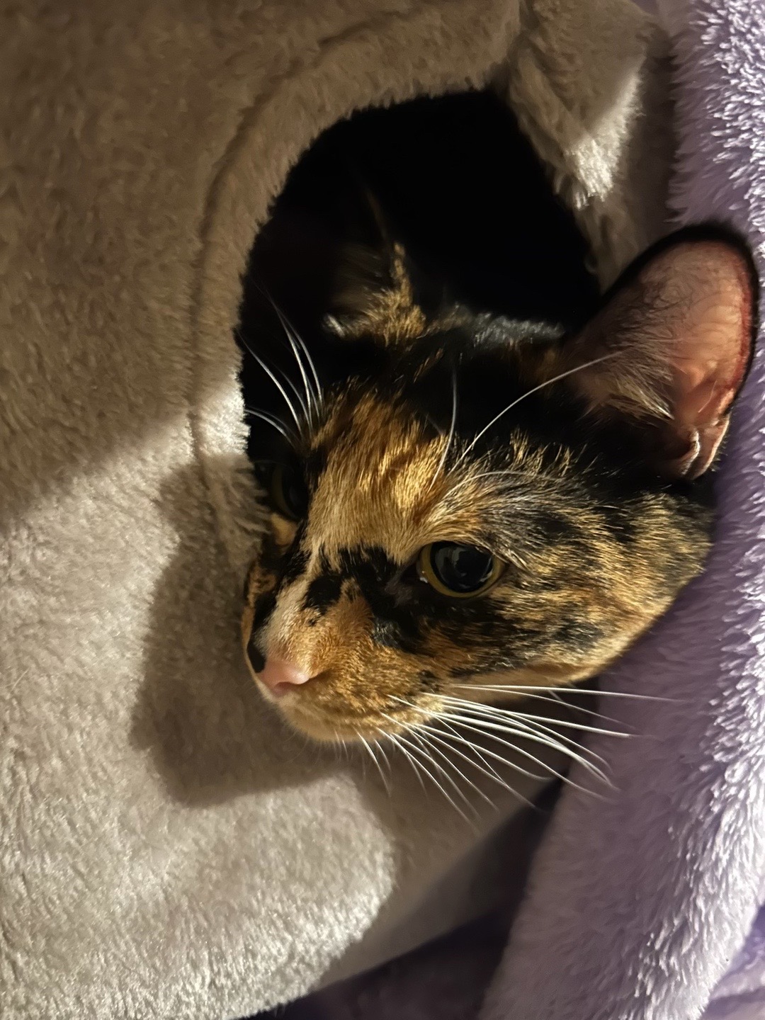 @🐾🐈🖤🤍🧡