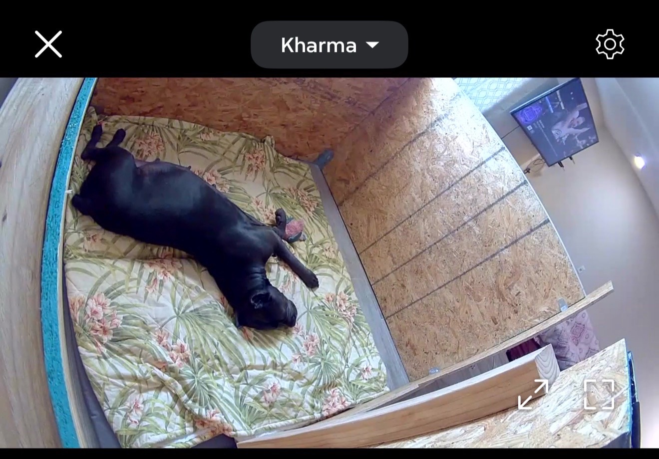 @AandMCaneCorsos