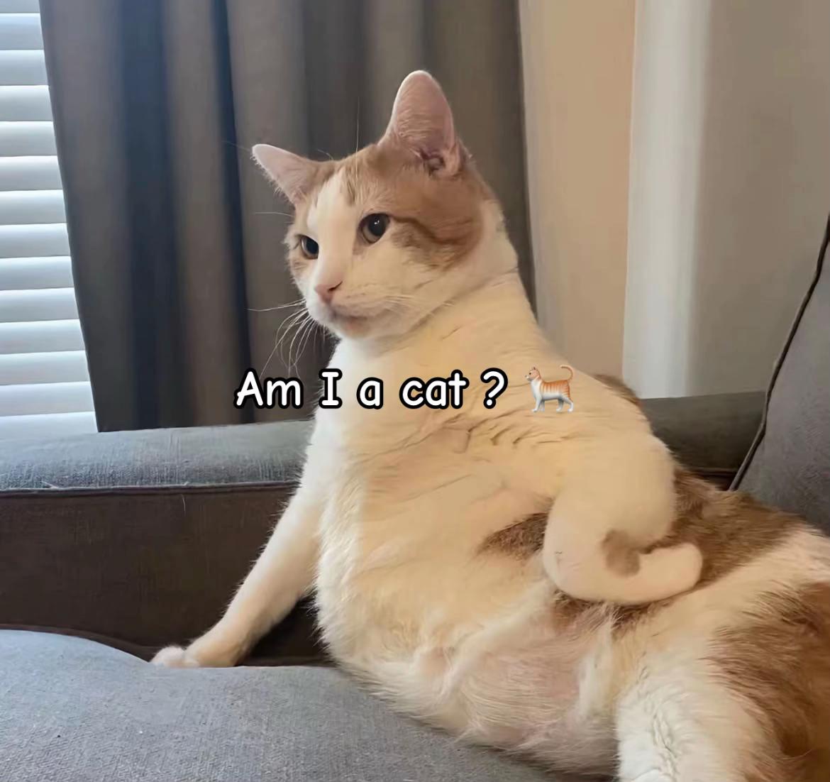 @Meow kitty