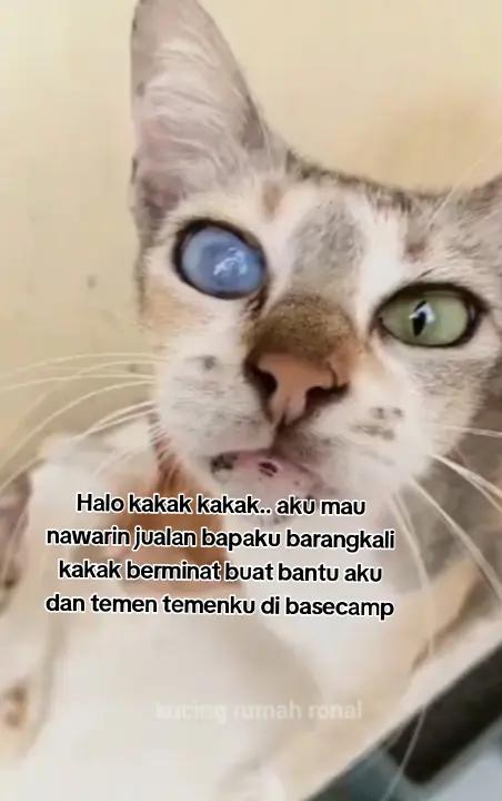 @Kucing Rumah Ronal
