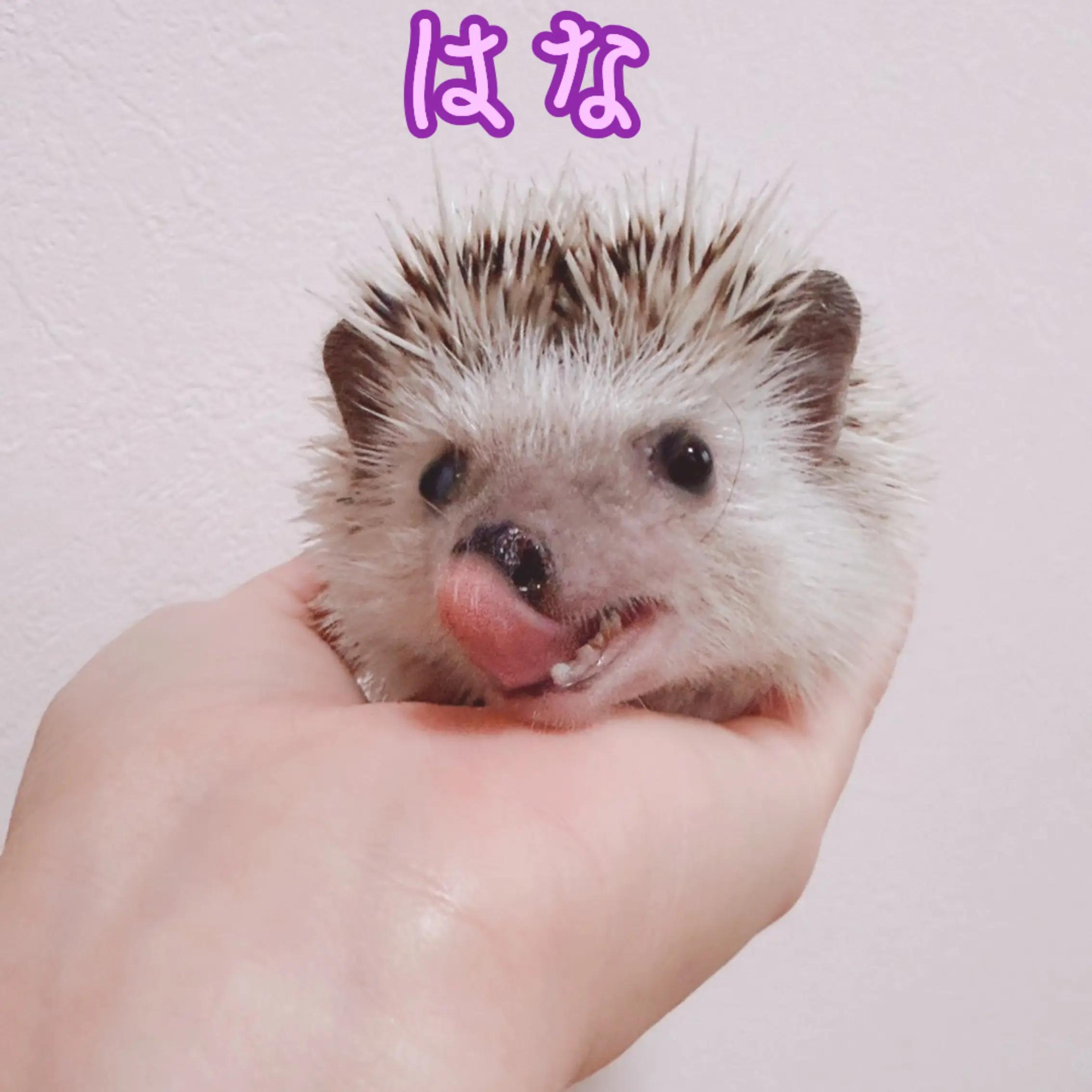 @ðŠãã«ããðŠ