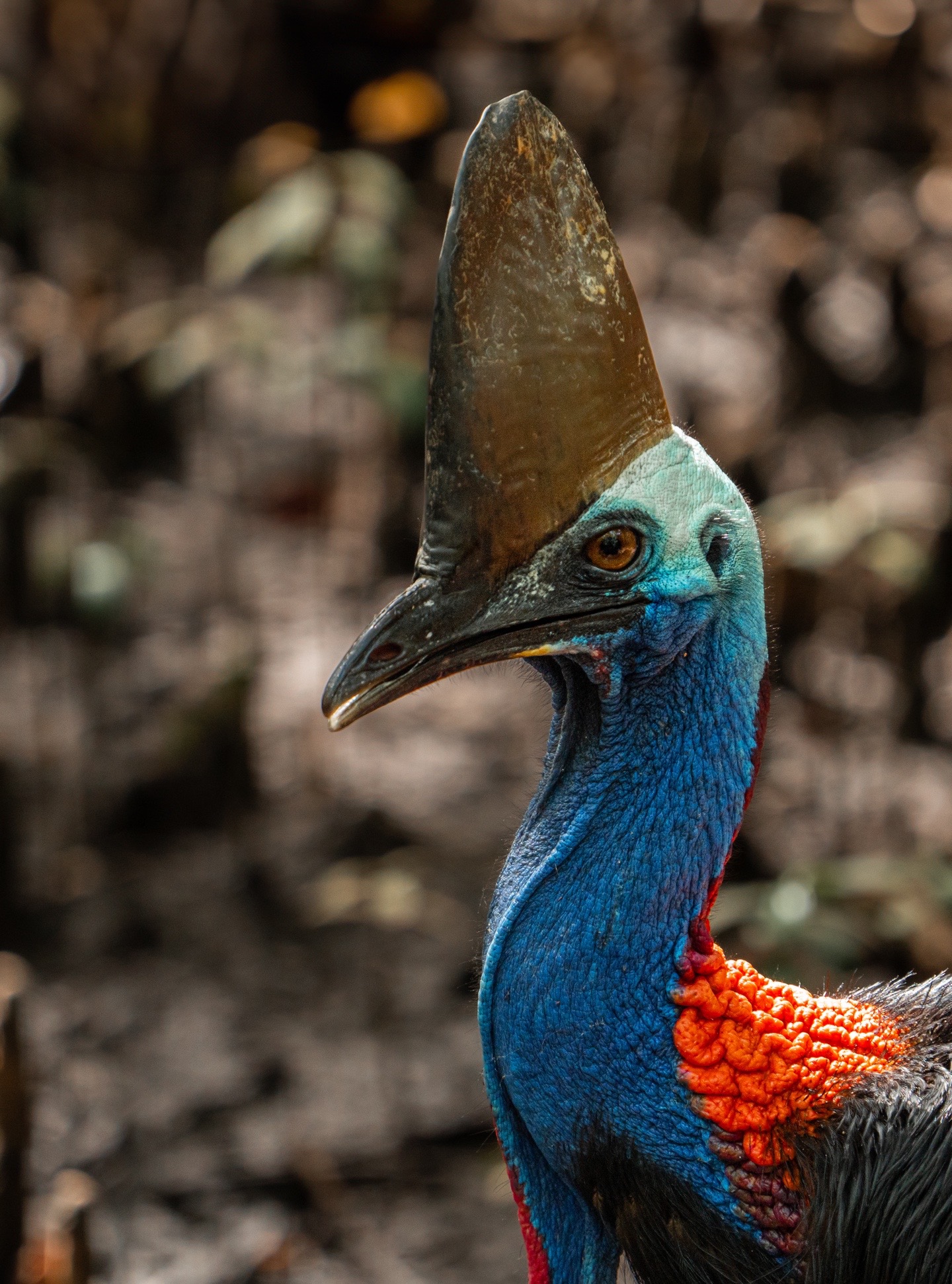 @robinswildlife