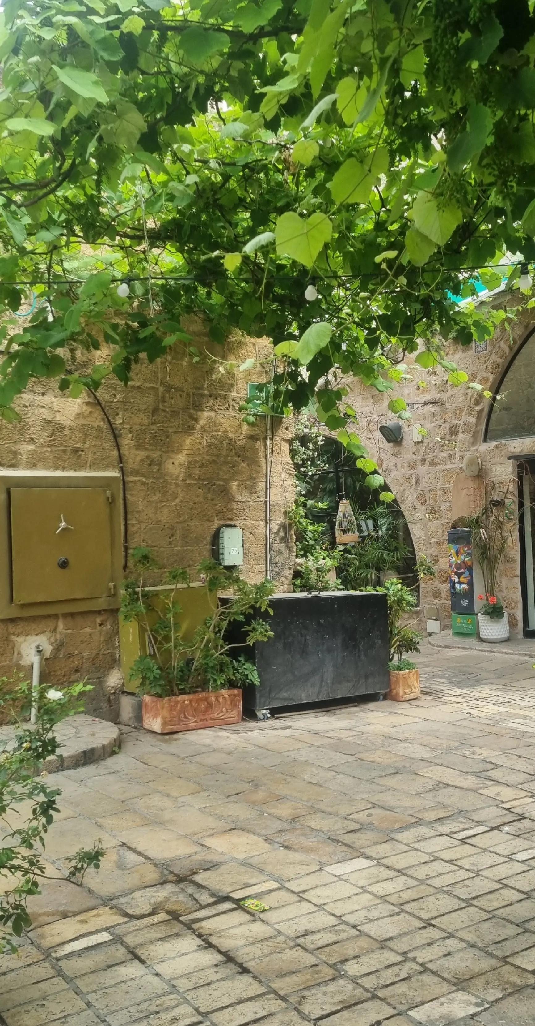 @פורטל הכרמל , emily halabi