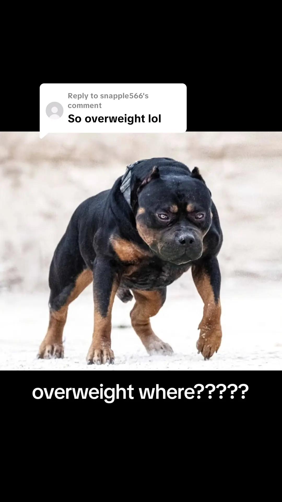 @bullyranchespania