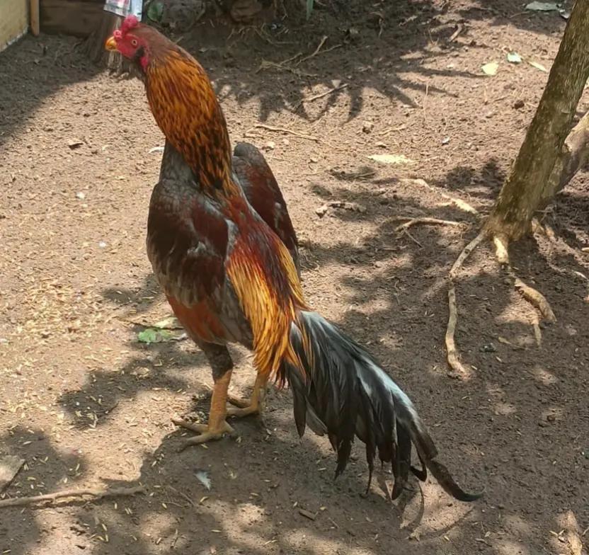 @BJJ Combatente 🐓🥋🧬