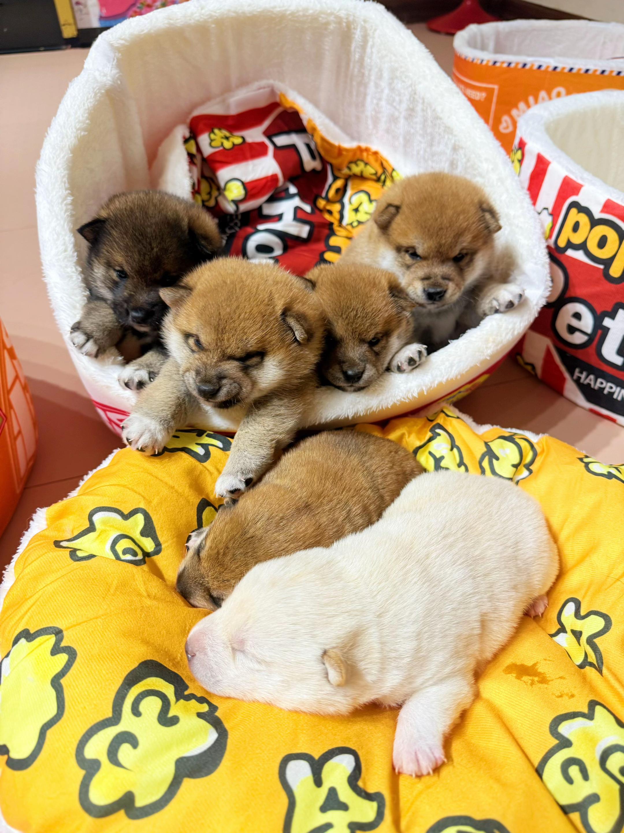@Shibainu Story