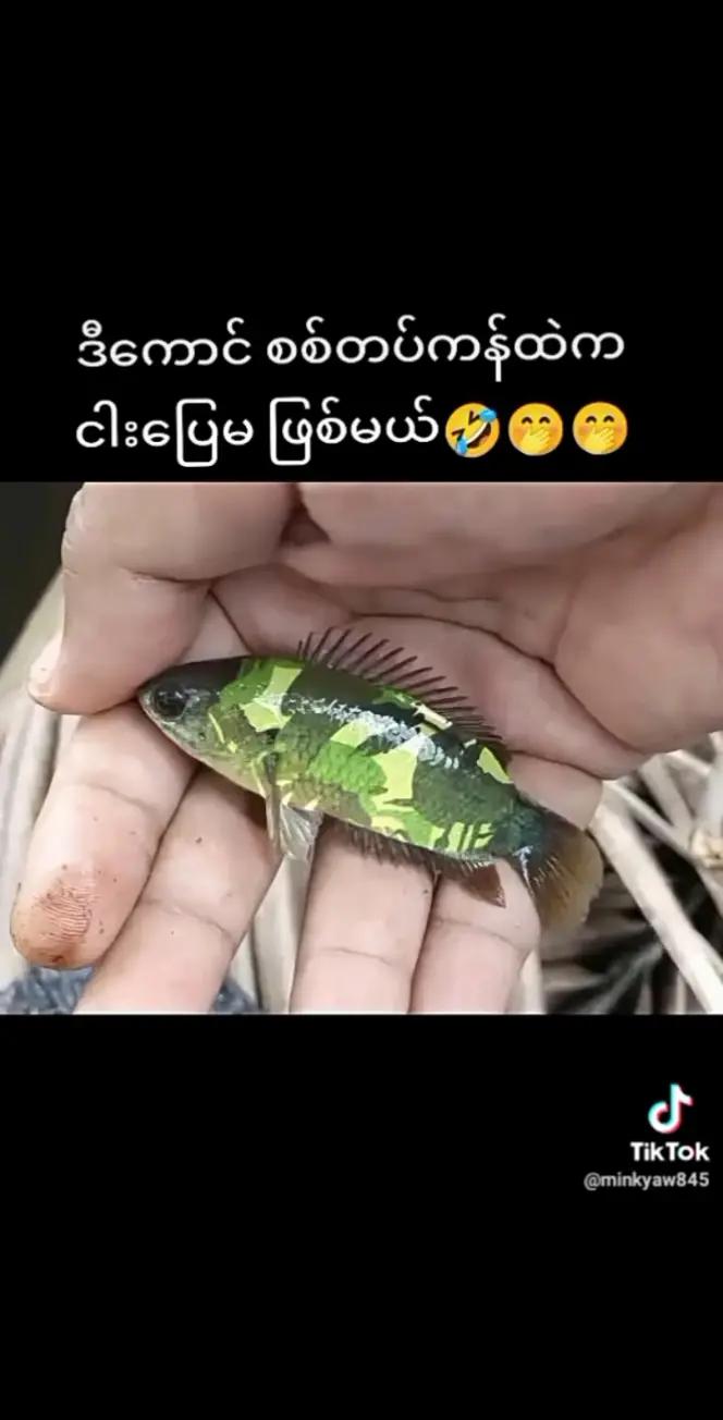 @thiha(သီဟ)